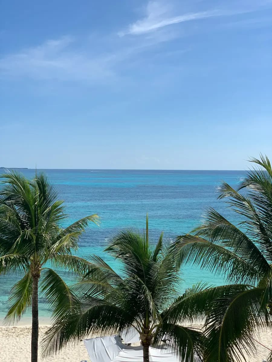 Palmeras frente al mar en la Riviera Maya